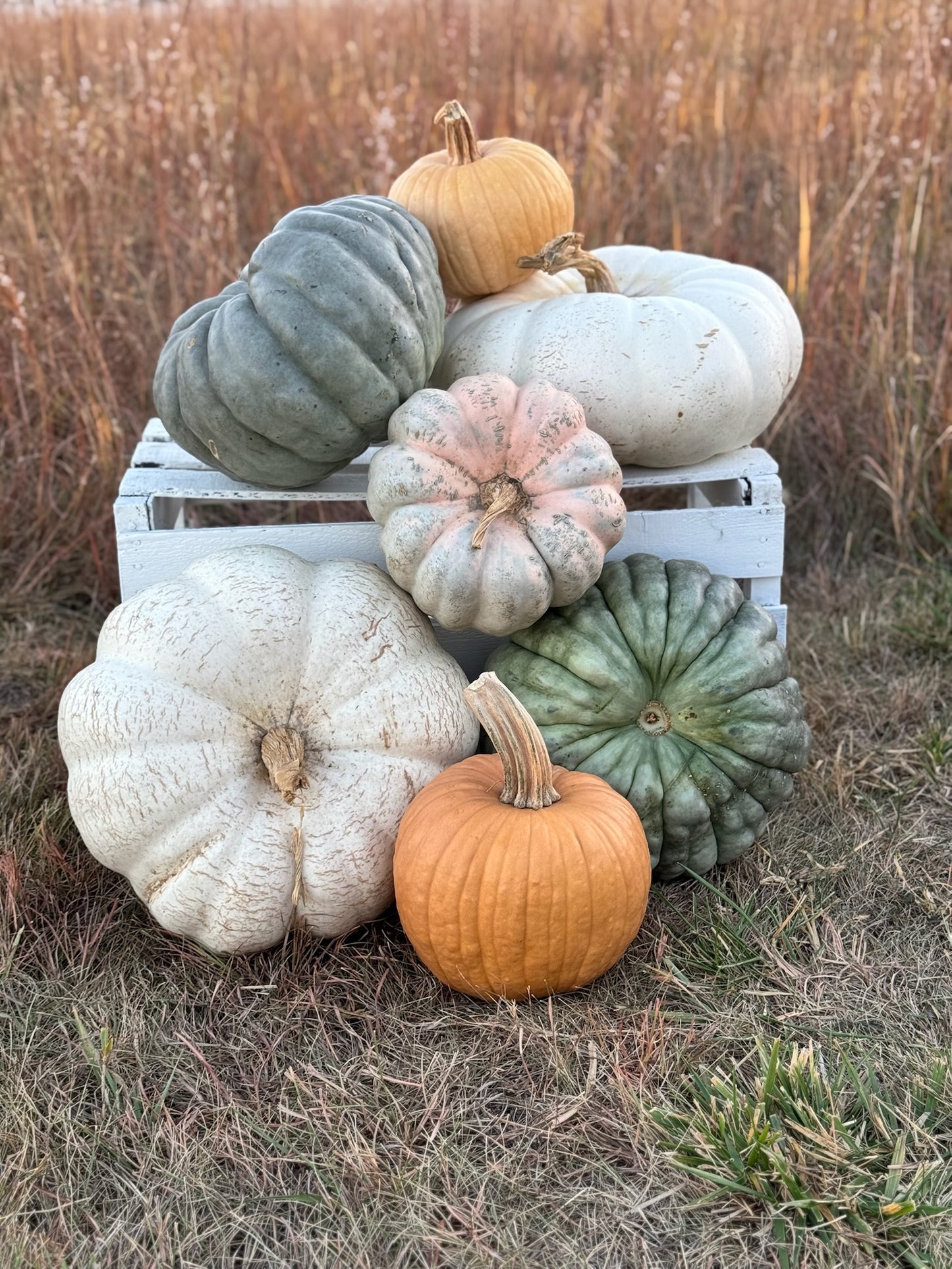 #3 - The Gourd Life - delivery included