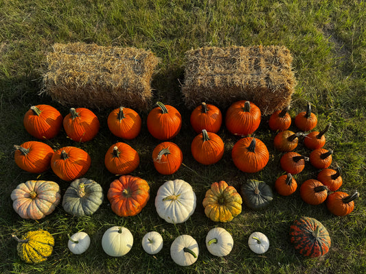 #2 - Fall Frenzy Porch Drop - delivery included