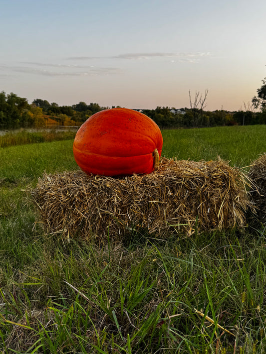 Jumbo Pumpkin