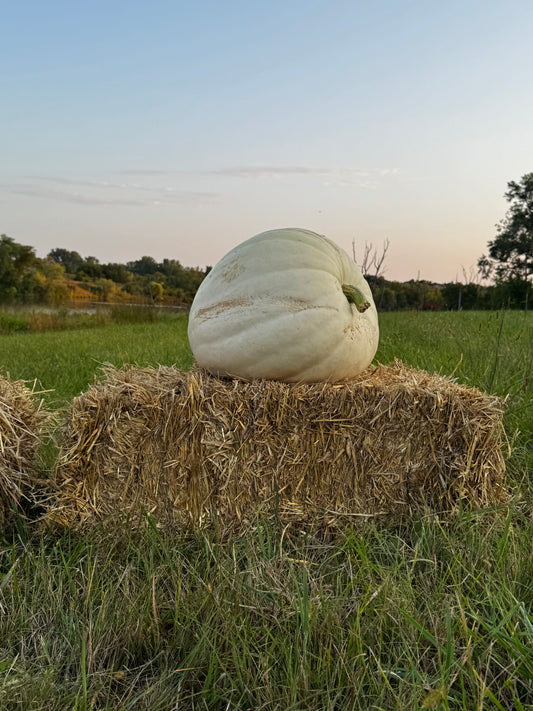 Jumbo Pumpkin