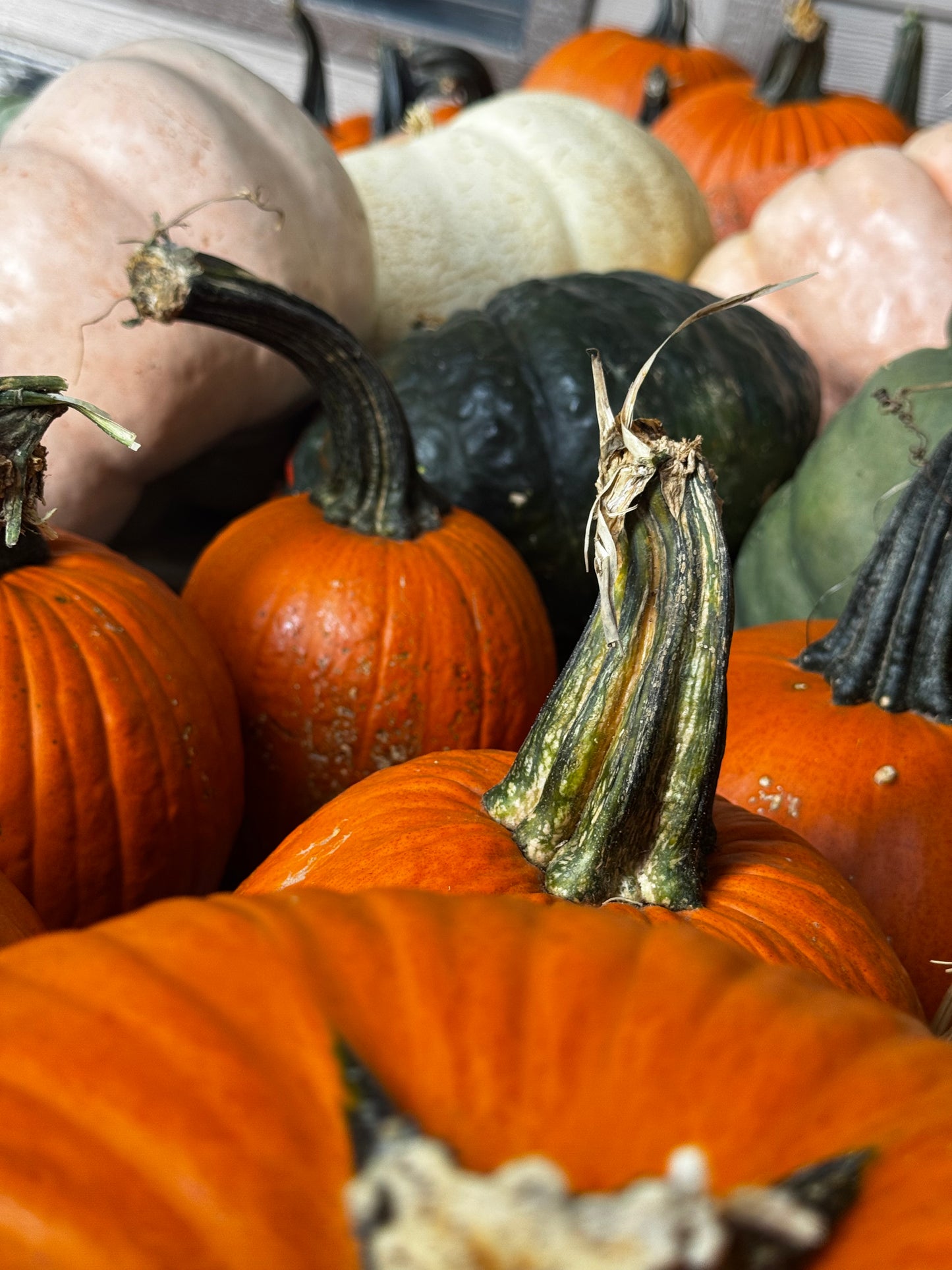 # Little Harvest Porch Drop - Delivery Included