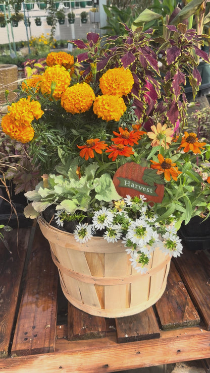 1/2 Bushel Fall Planter